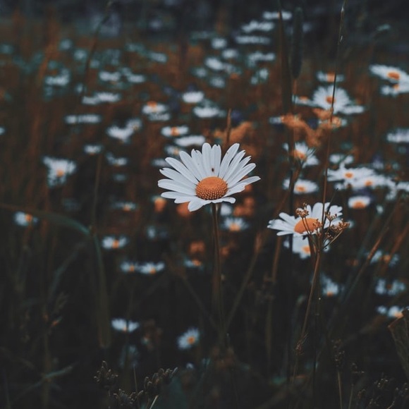 daisy9775